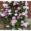 Clematis - Image 3