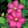 Clematis - Image 2