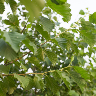 Image courtesy of Jeffries Nurseries