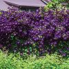 Clematis