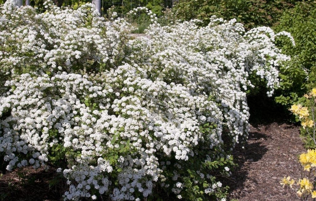 SPIREA ‘BRIDAL WREATH’ Morden Nurseries & Garden Centre