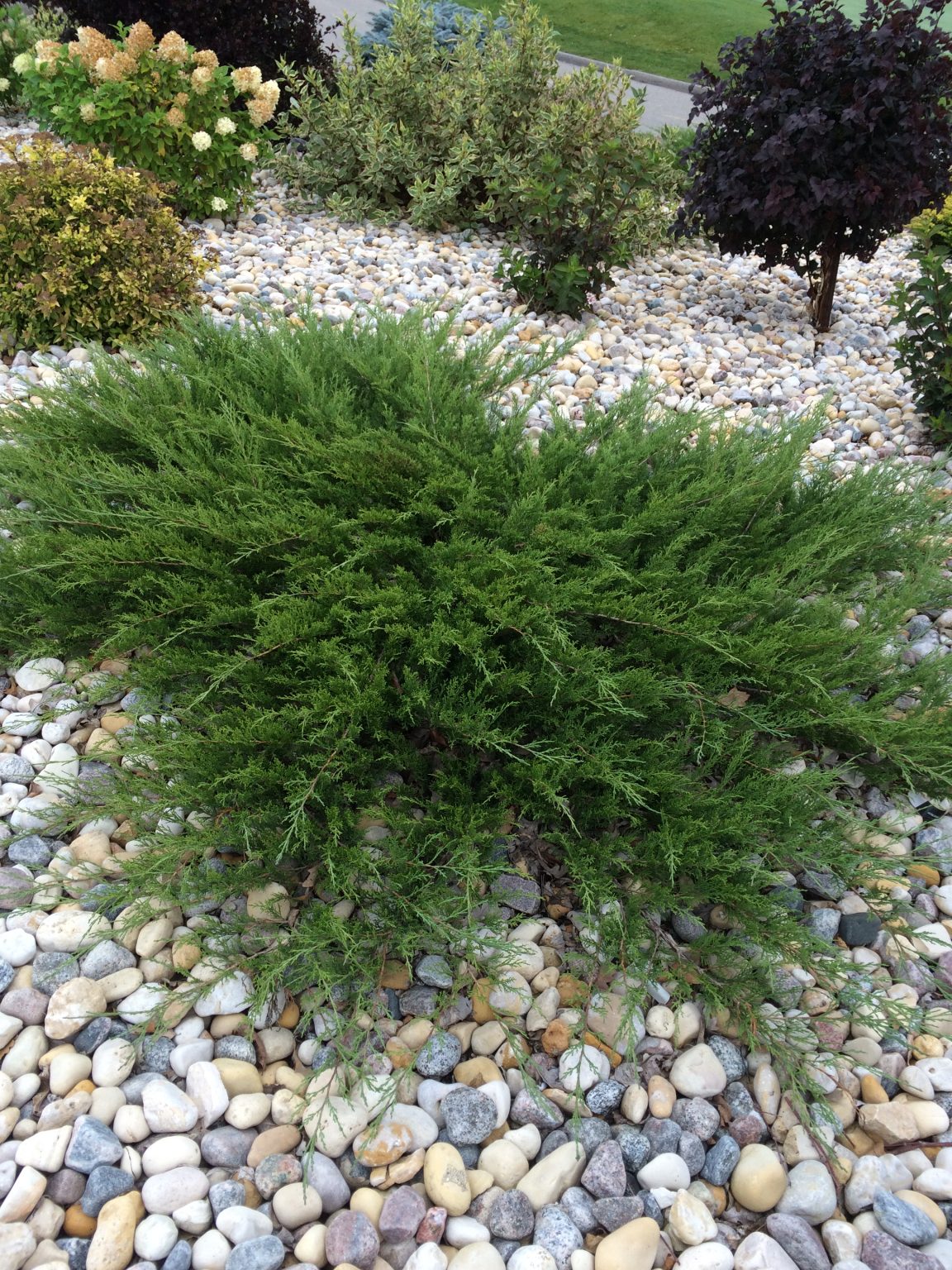 JUNIPER ‘CALGARY CARPET’ Morden Nurseries & Garden Centre