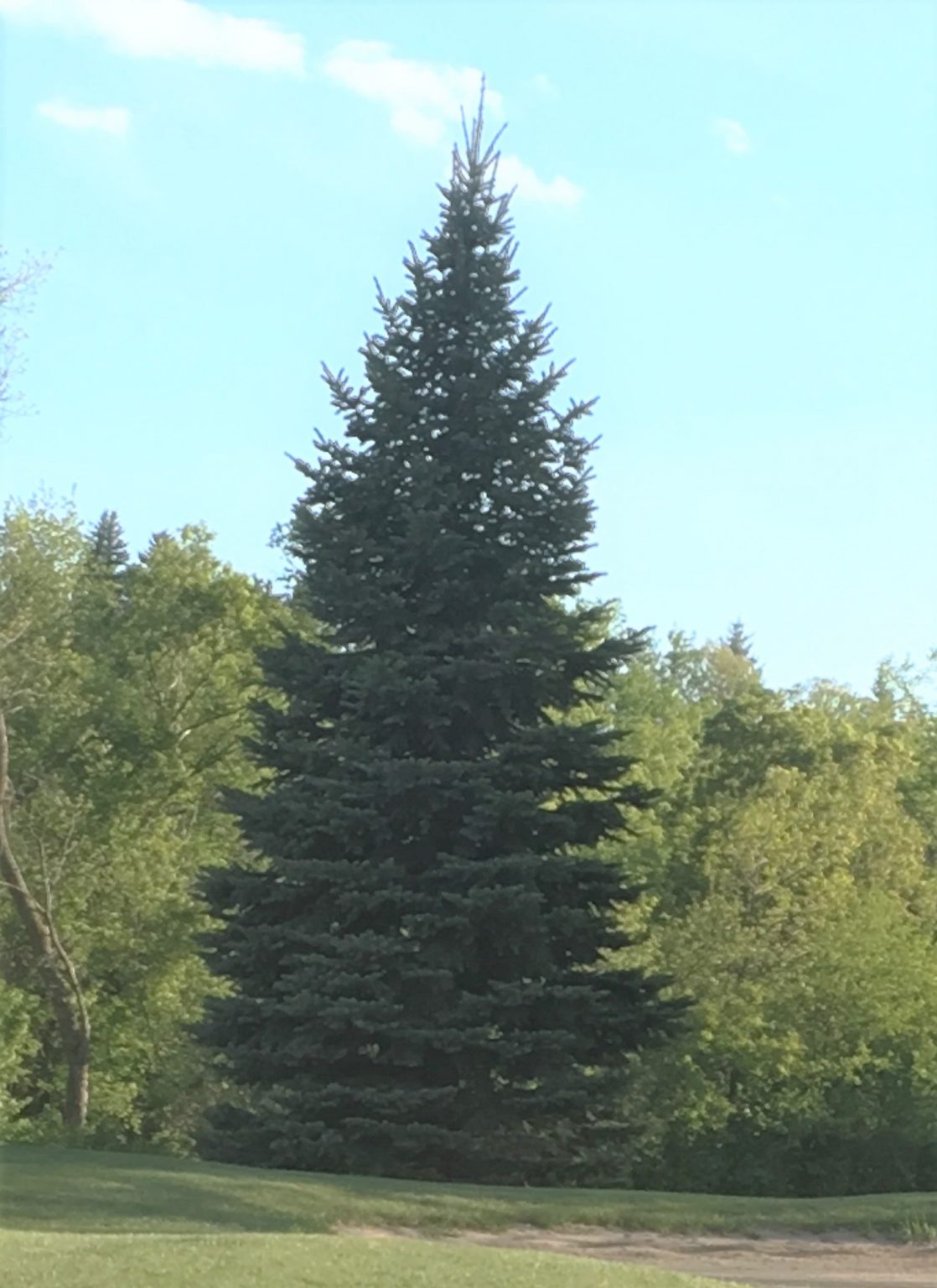 SPRUCE ‘CRYSTAL BLUE’ Morden Nurseries & Garden Centre