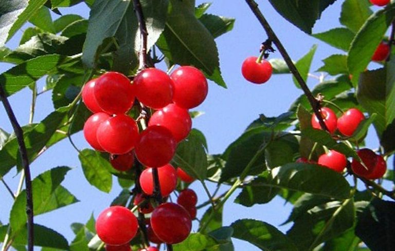 CHERRY ‘CUPID’ – Morden Nurseries & Garden Centre