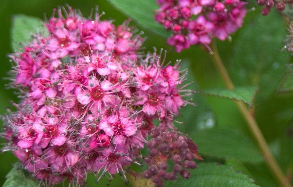 SPIREA ‘DOUBLE PLAY ARTISAN’ – Morden Nurseries & Garden Centre