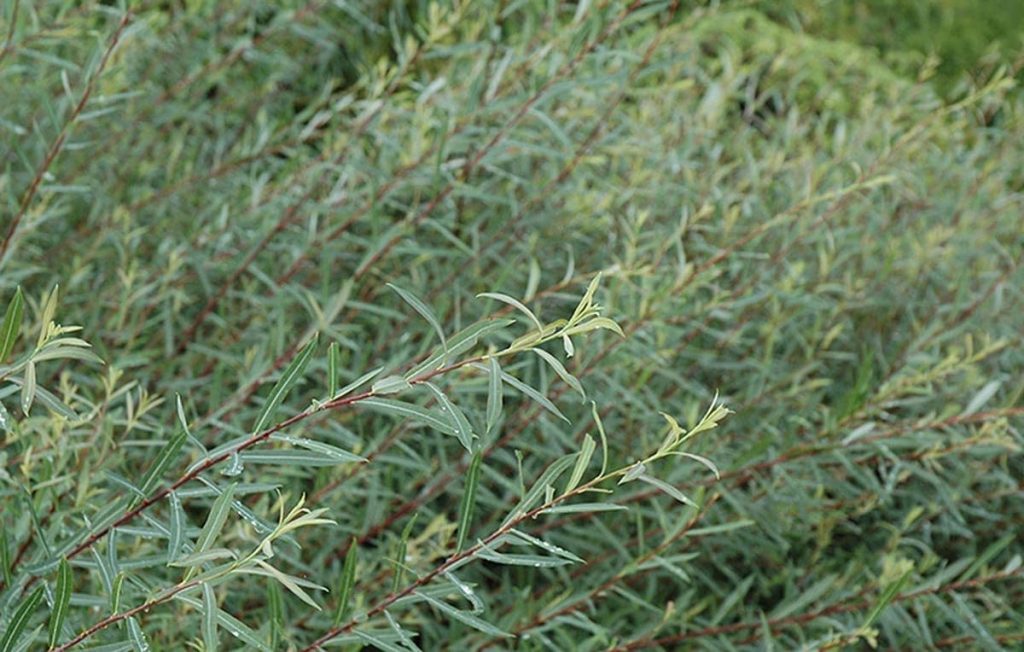 WILLOW ‘DWARF ARCTIC BLUE’ Morden Nurseries & Garden Centre