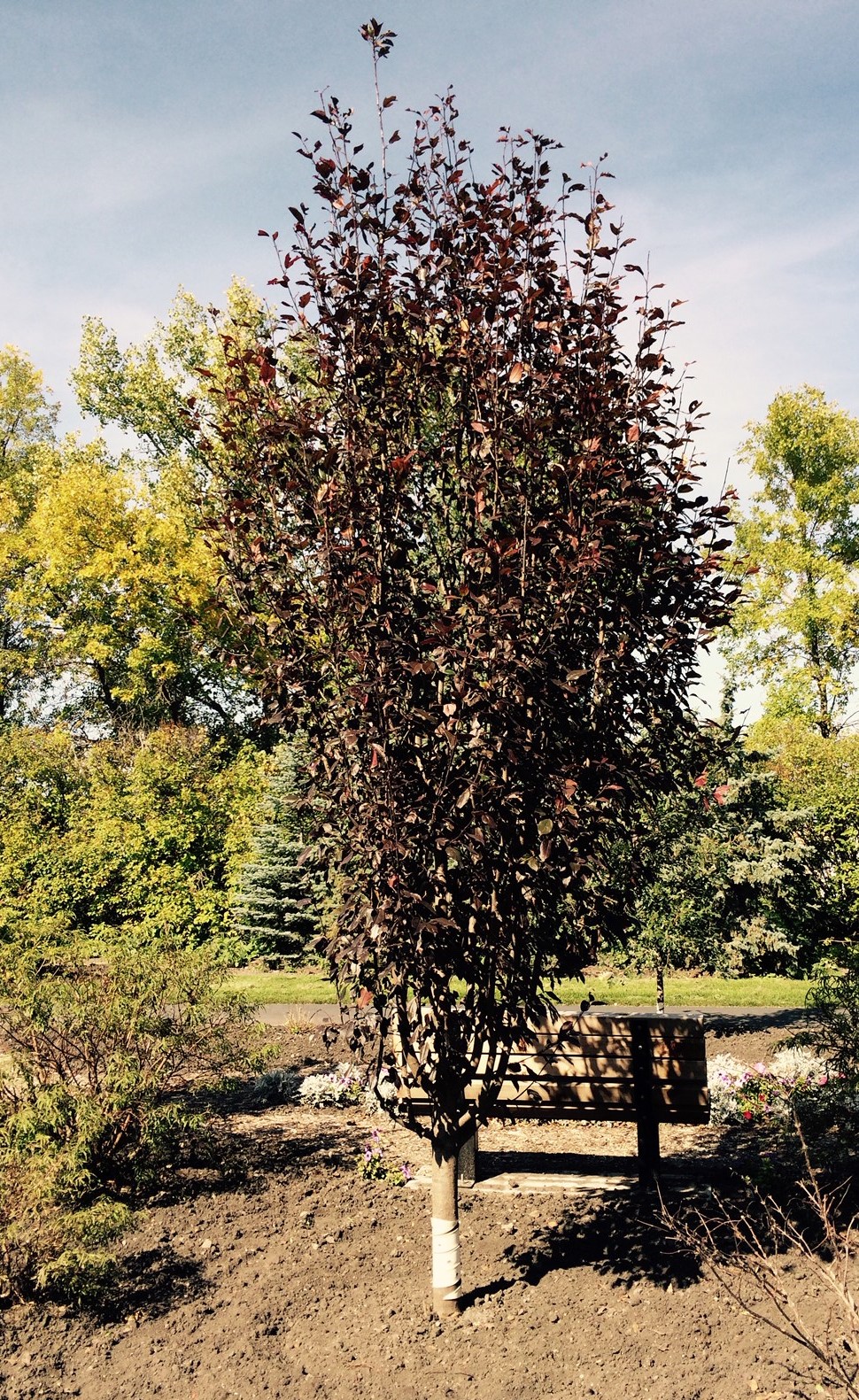 CRABAPPLE ROSYBLOOM ‘GLADIATOR’ – Morden Nurseries & Garden Centre