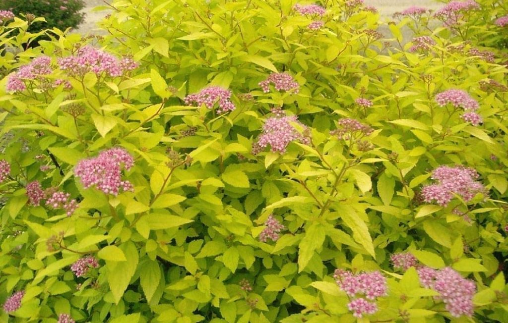 SPIREA ‘GOLDMOUND’ – Morden Nurseries & Garden Centre