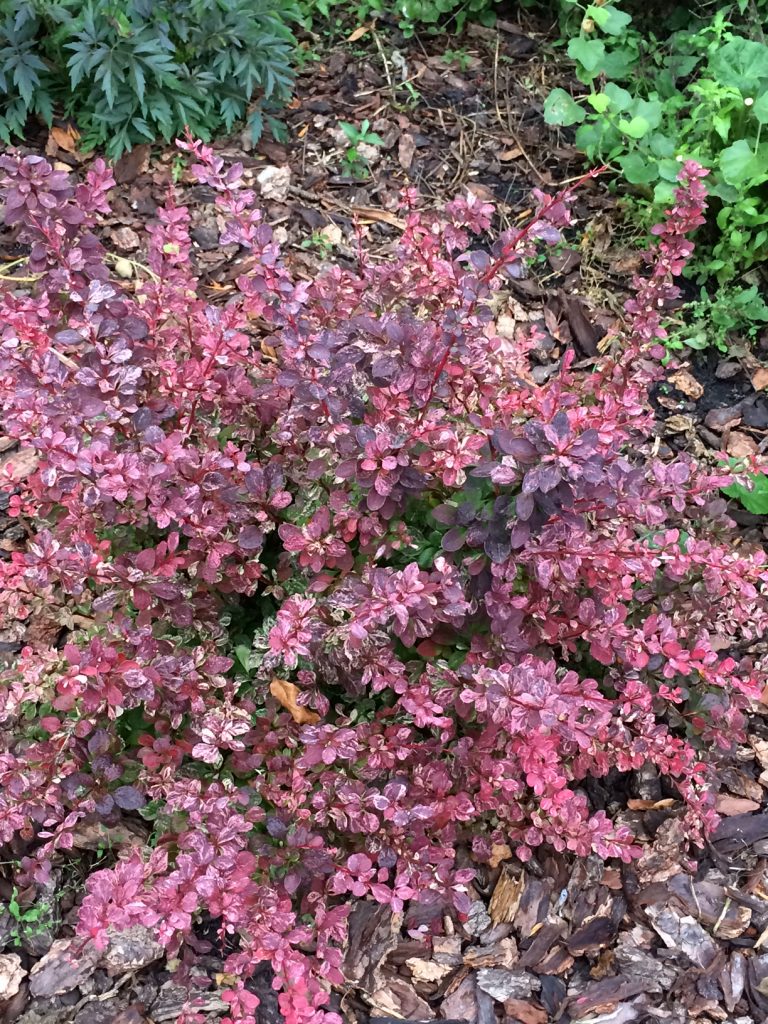 BARBERRY ‘ROSE GLOW’ – Morden Nurseries & Garden Centre