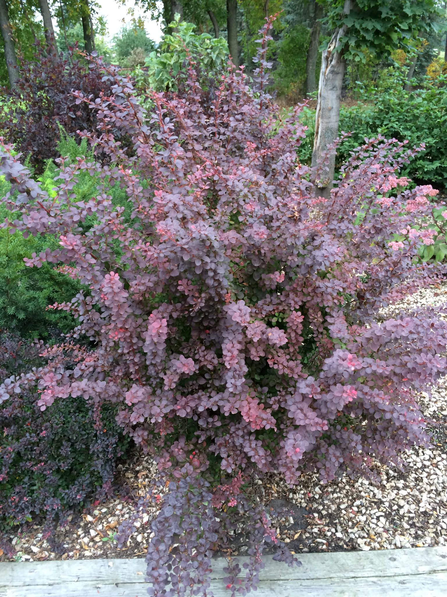 Barberry ‘royal Burgundy Morden Nurseries And Garden Centre