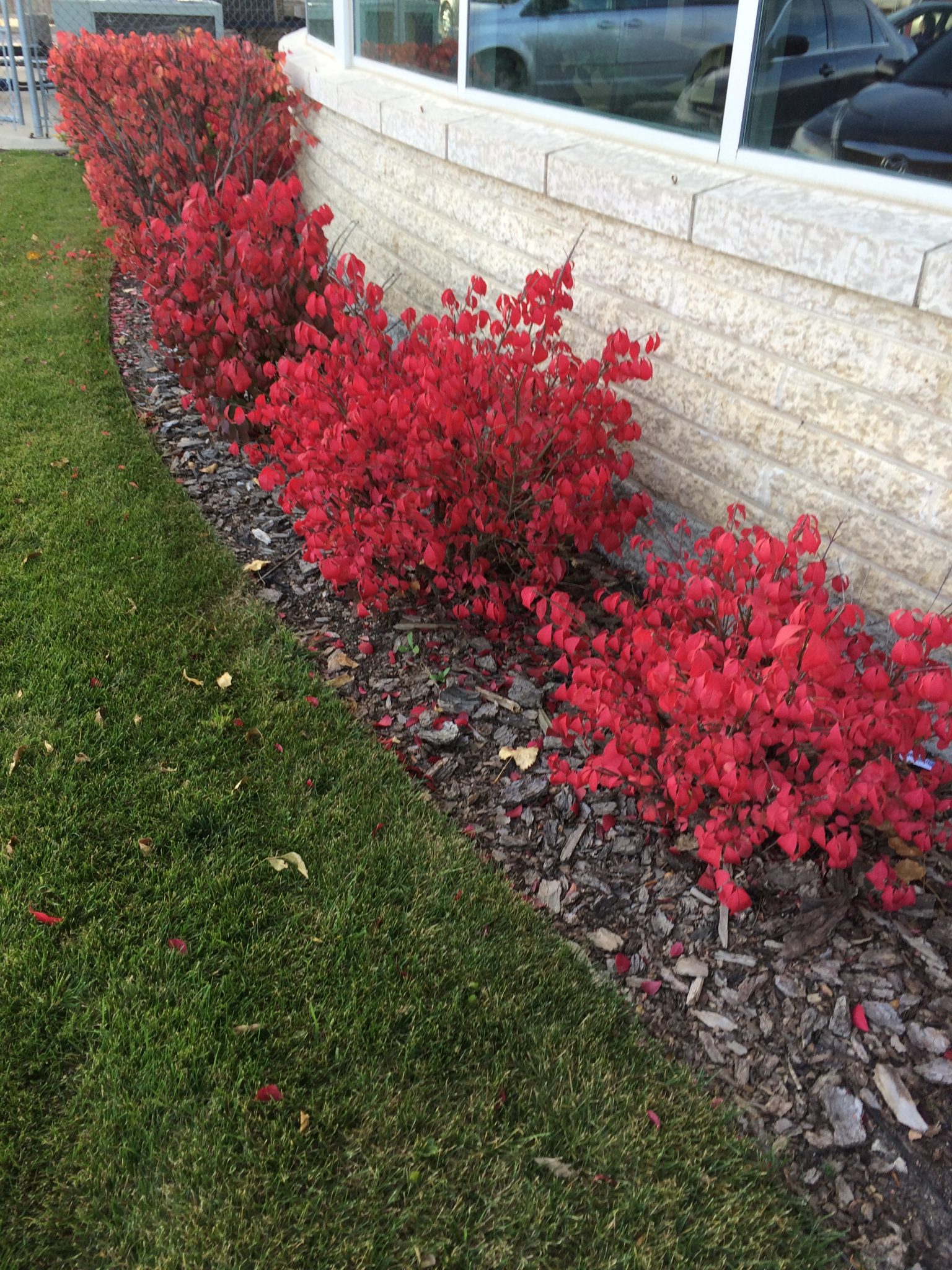 burning bush hedge