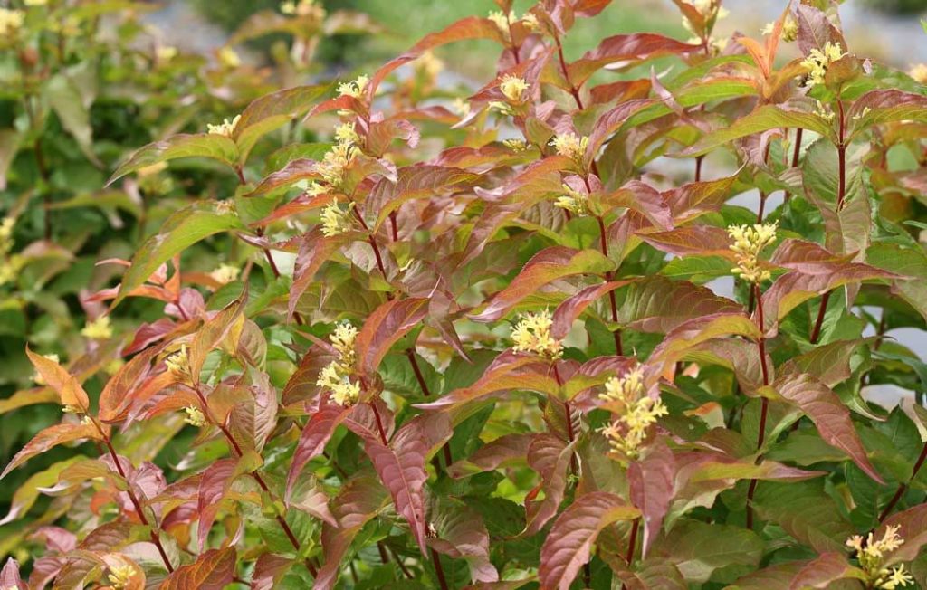 HONEYSUCKLE BUSH ‘KODIAK ORANGE’ Morden Nurseries & Garden Centre