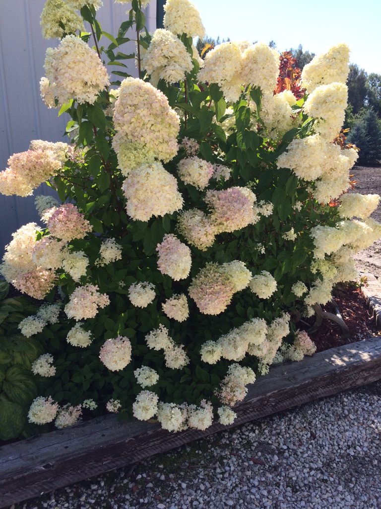 HYDRANGEA ‘LIMELIGHT’ – Morden Nurseries & Garden Centre