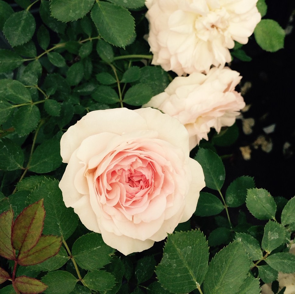 ROSE 'MORDEN BLUSH' – Morden Nurseries & Garden Centre