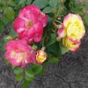 ROSE 'CAMPFIRE'