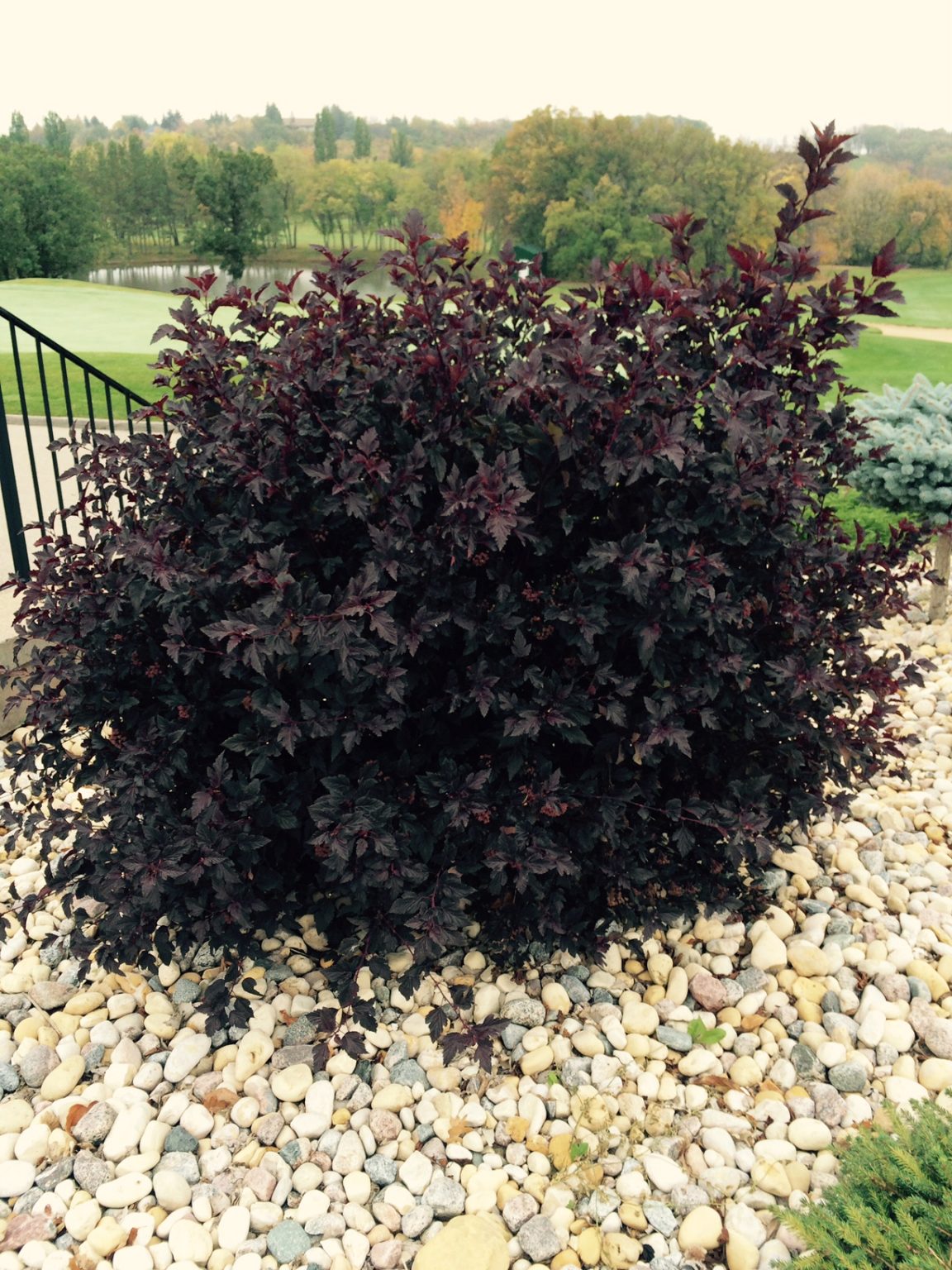 NINEBARK ‘SUMMER WINE’ Morden Nurseries & Garden Centre