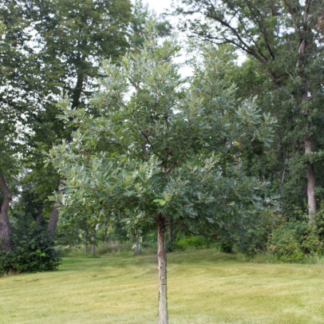 Image courtesy of Jeffries Nurseries