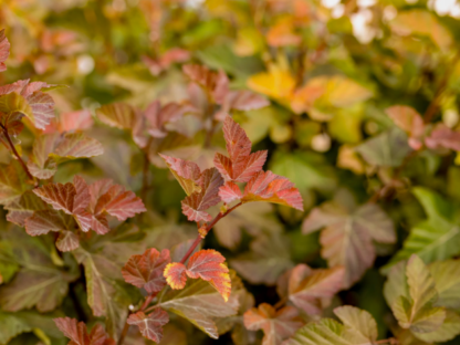 NINEBARK 'AMBER JUBILEE'