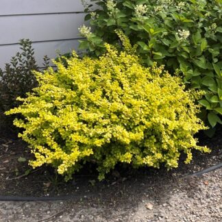 BARBERRY 'AUREA NANA'