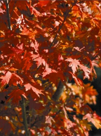 MAPLE 'AUTUMN BLAZE' - Image 2