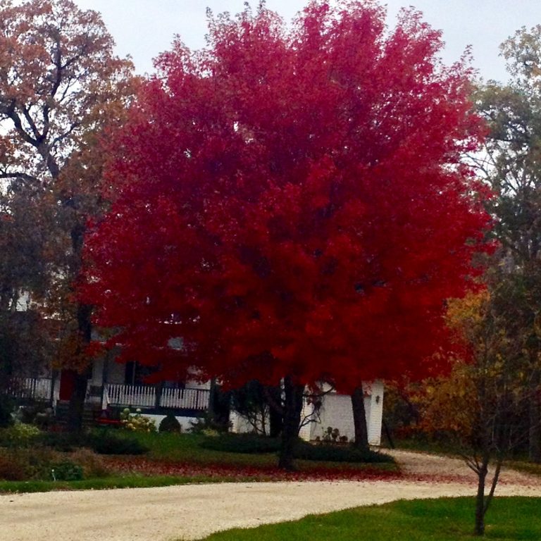 autumn blaze maple trees for sale