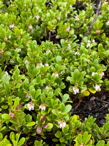 KINNIKINNICK (BEARBERRY)