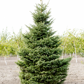 Image courtesy of Jeffries Nurseries