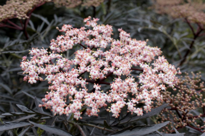 ELDER 'BLACK LACE'