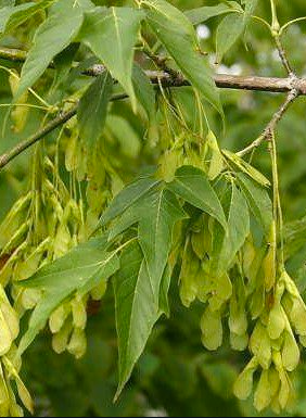 Image courtesy of Jeffries Nurseries