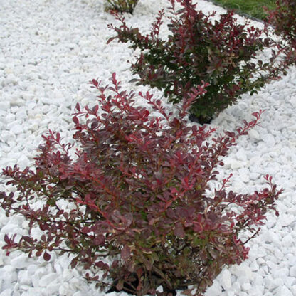 BARBERRY 'CHERRY BOMB'