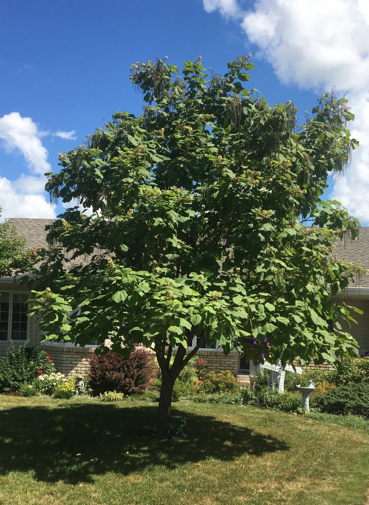 CATALPA ‘CHINESE’ – Morden Nurseries & Garden Centre