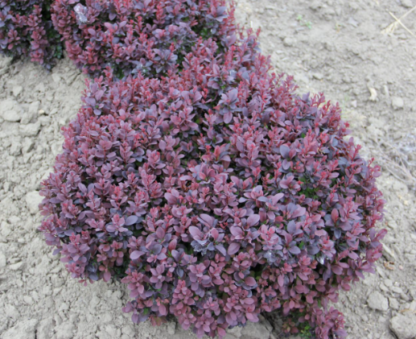 BARBERRY 'CONCORDE'