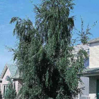 Image courtesy of Jeffries Nurseries