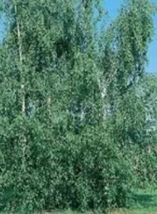 BIRCH ‘CUTLEAF WEEPING’ – Morden Nurseries & Garden Centre
