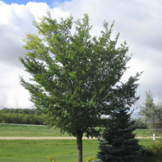 Image courtesy of Jeffries Nurseries
