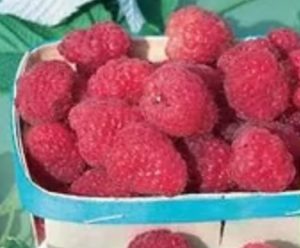 RASPBERRY ‘DOUBLE DELIGHT’ – Morden Nurseries & Garden Centre