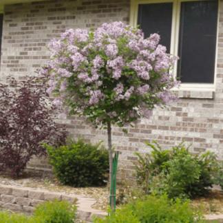 Photo courtesy of Jeffries Nursery