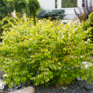 Image courtesy of Jeffries Nurseries