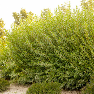 Image courtesy of Jeffries Nurseries