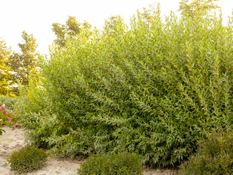Image courtesy of Jeffries Nurseries