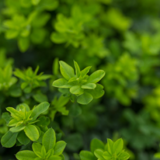 Photo courtesy of Jeffries Nursery