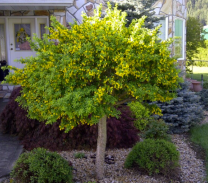 TOPGRAFT 'GLOBE CARAGANA' (STANDARD)