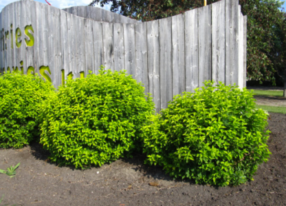 MOCKORANGE 'GOLDEN'