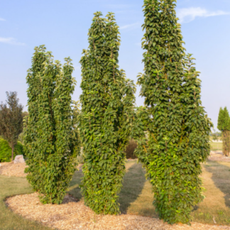 Image courtesy of Jeffries Nurseries