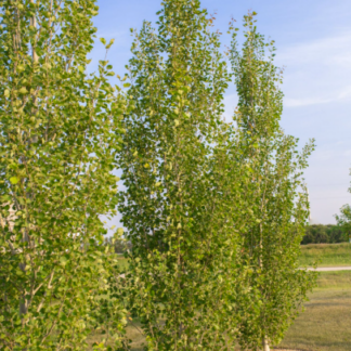 Image courtesy of Jeffries Nurseries