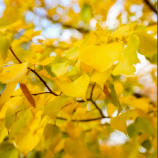 Image courtesy of Jeffries Nurseries