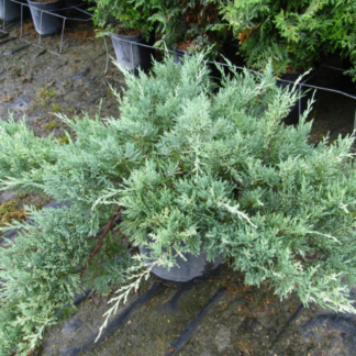 Image courtesy of Jeffries Nurseries