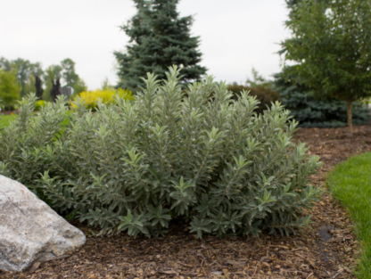 WILLOW 'ICEBERG ALLEY'