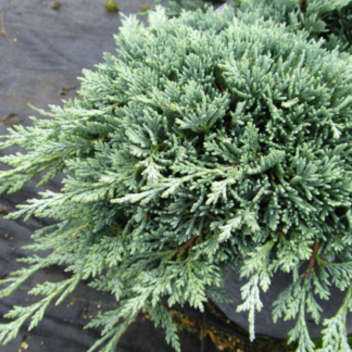 Image courtesy of Jeffries Nurseries