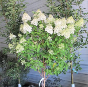 Photo courtesy of Jeffries Nursery